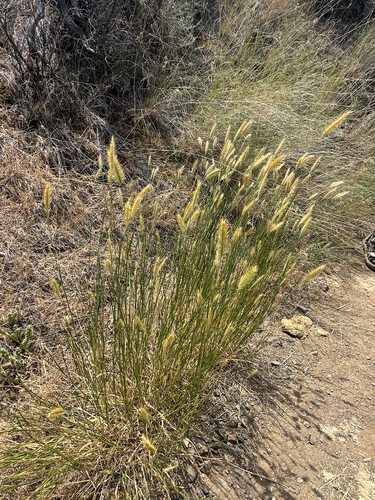 Agropyron cristatum, photograph 6
