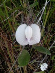 Fabaceae