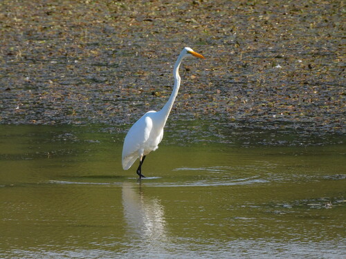 Great Egret