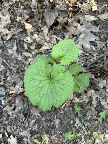 garlic mustard