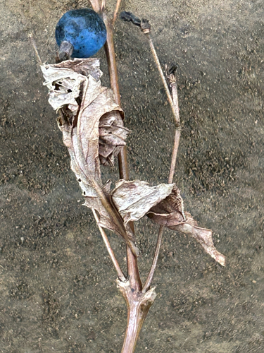 blue cohosh