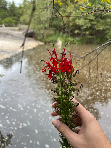 cardinal flower