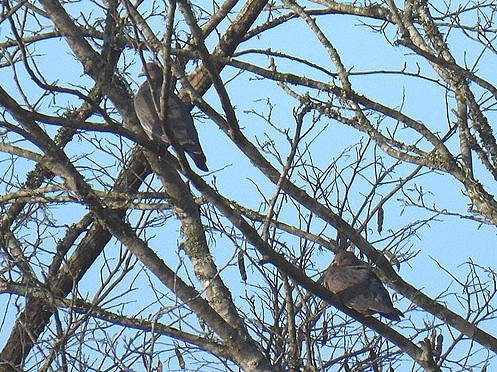 Picazuro Pigeon