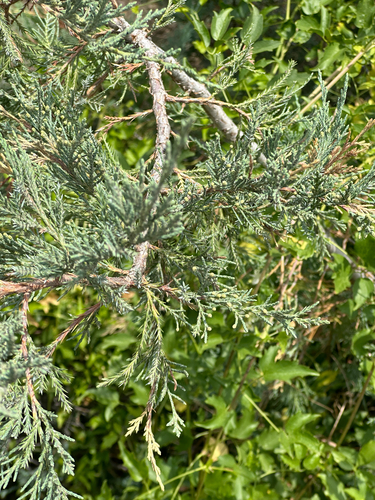 Juniperus scopulorum, photograph 5