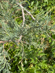 Juniperus scopulorum, photograph (c) rosaceae_roberts, some rights reserved (CC BY)