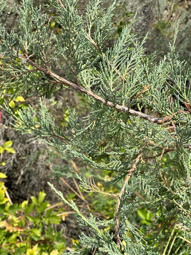 Juniperus scopulorum, photograph 6
