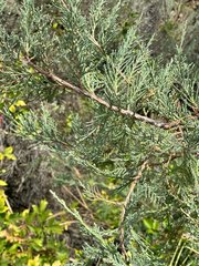 Juniperus scopulorum, photograph (c) rosaceae_roberts, some rights reserved (CC BY)