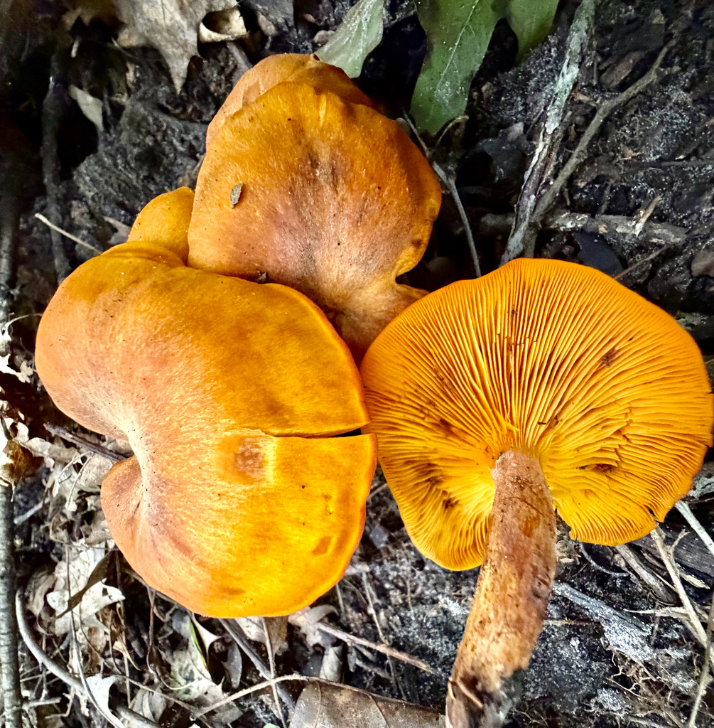 Eastern American jack-o'-lantern · September 2026 · photo: Photo: (c) sofi v, some rights reserved (CC BY) · iNaturalist