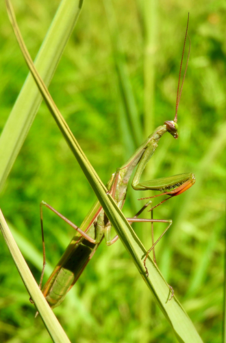 European Mantis