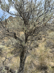 (c) rosaceae_roberts, some rights reserved (CC BY) Artemisia tridentata, photograph (c) rosaceae_roberts, some rights reserved (CC BY)
