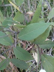 Fabaceae