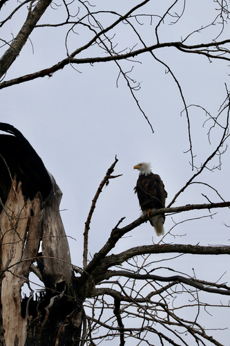 Bald Eagle