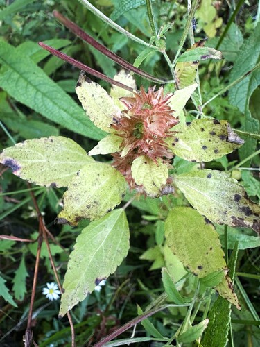 Common Three-seeded Mercury