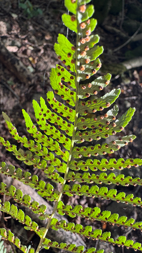 marginal wood fern