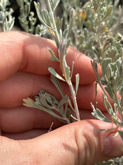 (c) rosaceae_roberts, some rights reserved (CC BY) Artemisia tridentata, photograph (c) rosaceae_roberts, some rights reserved (CC BY)