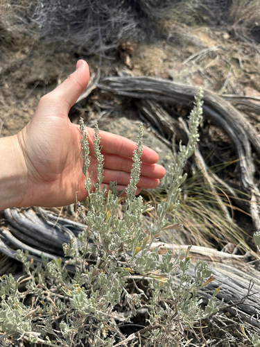 Artemisia tridentata, photograph 1