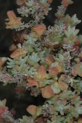 Maireana pyramidata