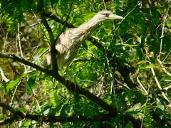 Nycticorax nycticorax