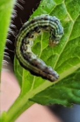 Lepidoptera