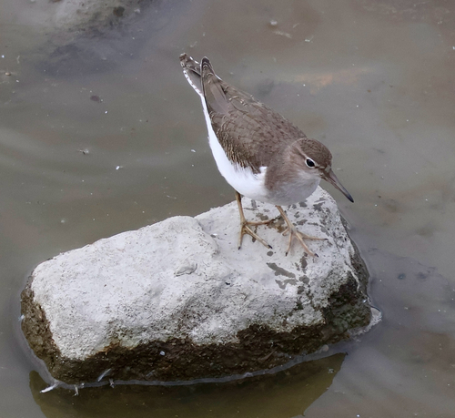 Spotted Sandpiper