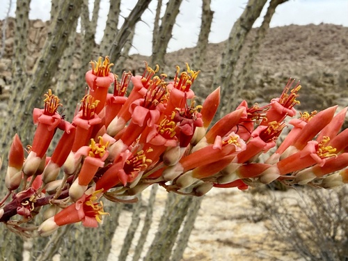Fouquieria splendens splendens