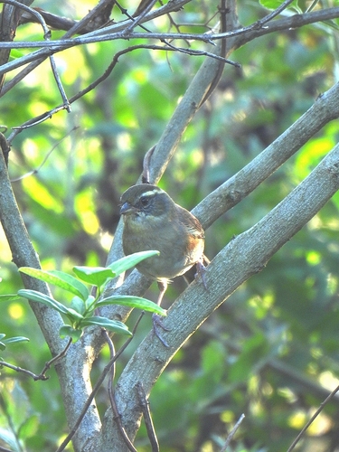 Gray-throated Warbling-Finch