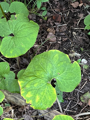 Asarum canadense, photograph 2