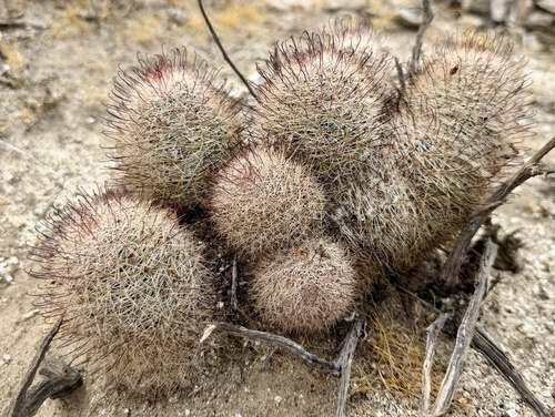 Peninsular fishhook cactus