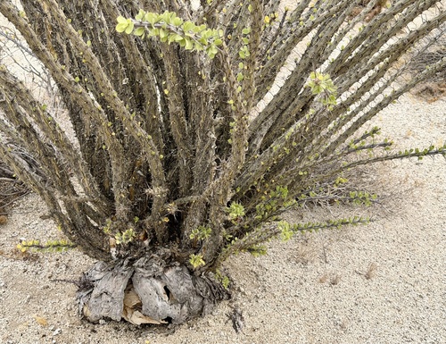 ocotillo
