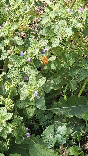 Common Carder Bumble Bee