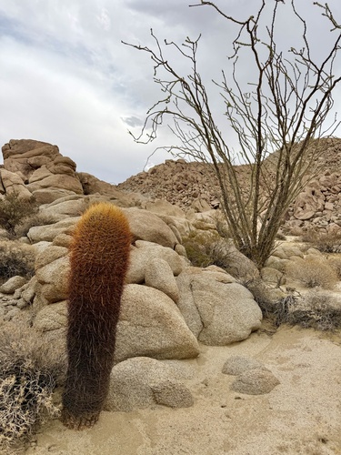 California Barrel Cactus