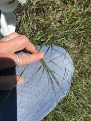 Nassella leucotricha