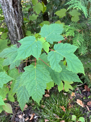 Acer spicatum