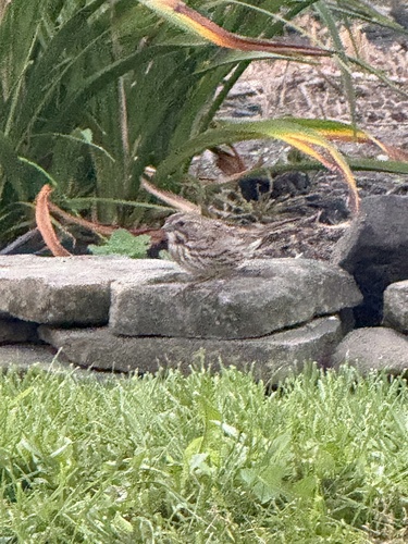 Song Sparrow