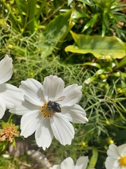 Megachile amparo