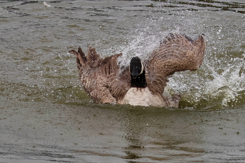 Canada Goose