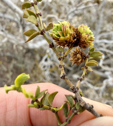 Creosote Cone Gall Midge