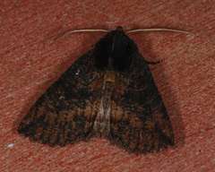 Nisista serrata