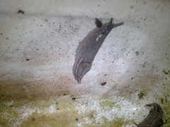 Gastropoda