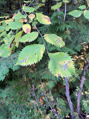 Ulmus americana, photograph (c) Andrew Sebastian, some rights reserved (CC BY)