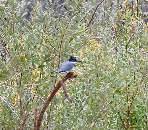 Belted Kingfisher