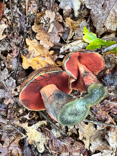 Dotted Stem Bolete