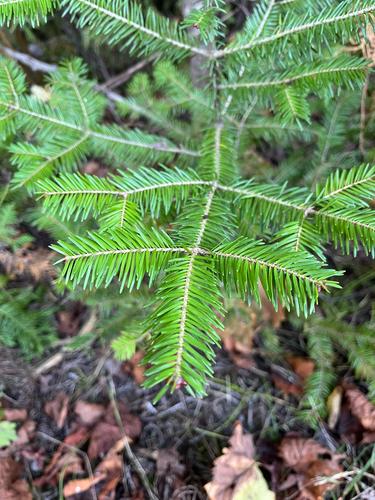 Abies balsamea, photograph 1