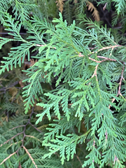 Thuja occidentalis, photograph (c) Andrew Sebastian, some rights reserved (CC BY)