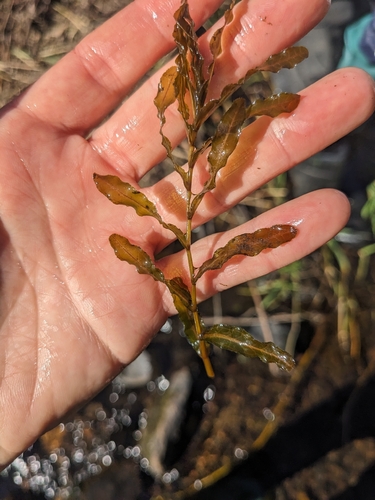 Curly-leaf Pondweed