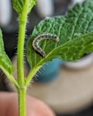 Lepidoptera
