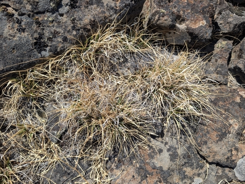 Danthonia californica observed 2026-09-17