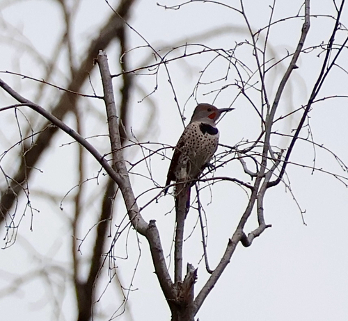 Northern Flicker