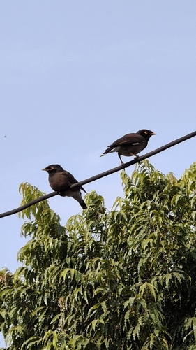 Common Myna