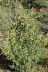 Chenopodium nitrariaceum